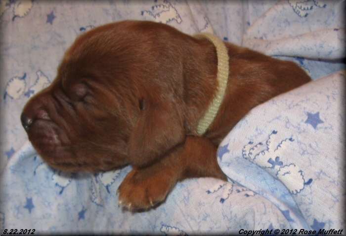 Ginger's Puppies