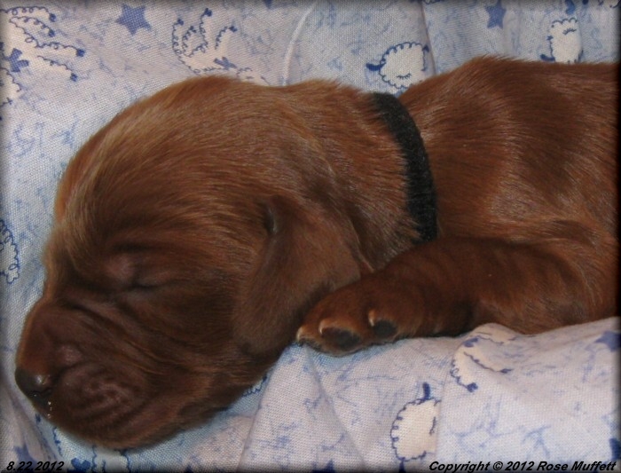 Ginger's Puppies