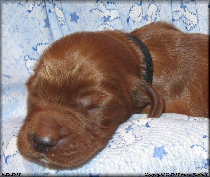 Ginger's Puppies
