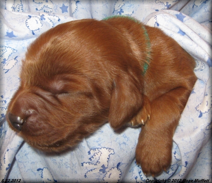 Ginger's Puppies