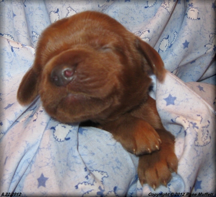 Ginger's Puppies