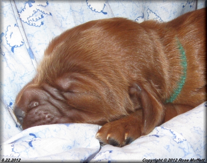 Ginger's Puppies