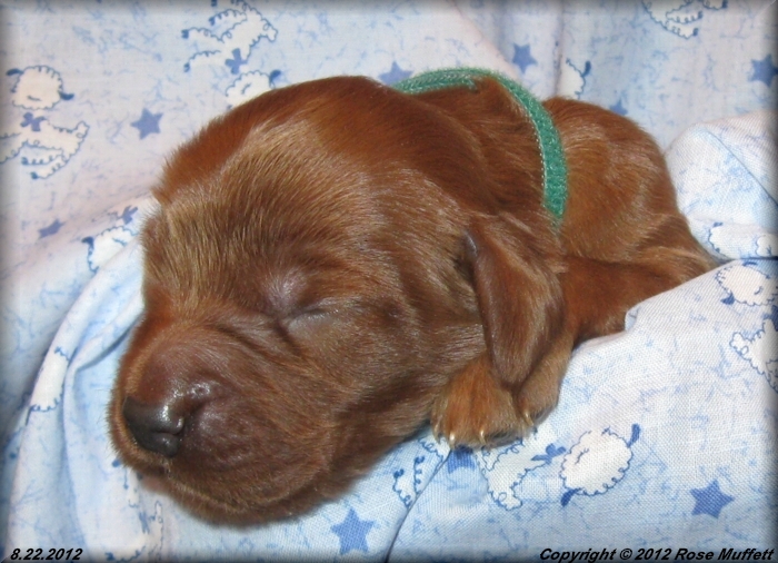 Ginger's Puppies