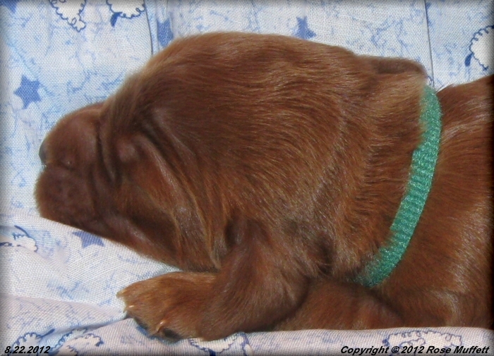 Ginger's Puppies