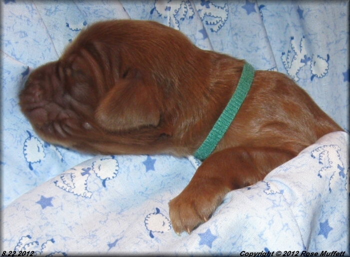Ginger's Puppies
