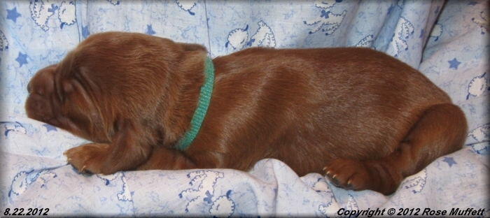 Ginger's Puppies