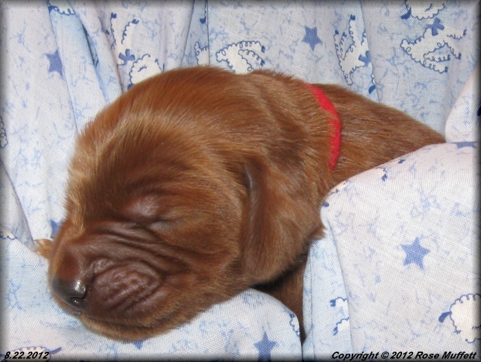Ginger's Puppies