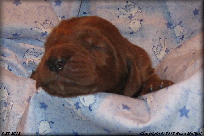 Ginger's Puppies