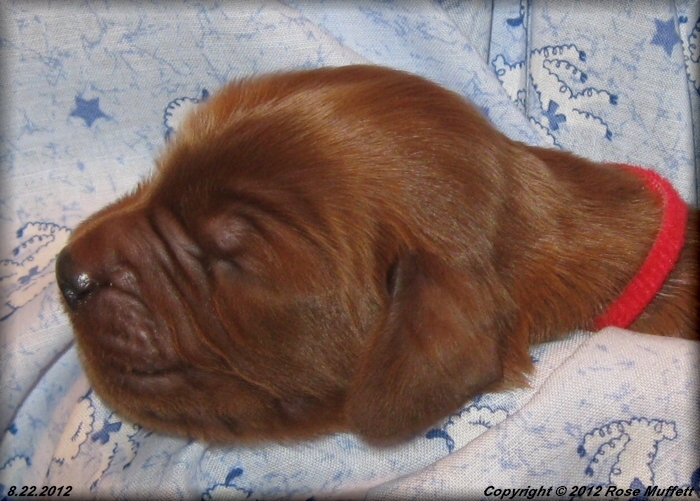 Ginger's Puppies