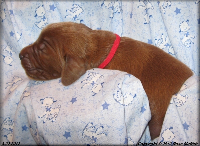 Ginger's Puppies