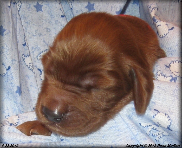 Ginger's Puppies