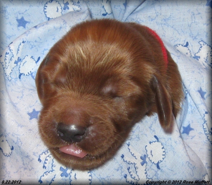 Ginger's Puppies