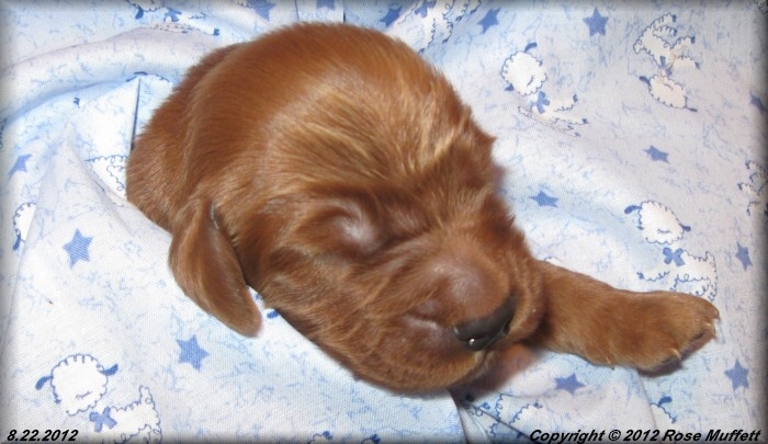 Ginger's Puppies