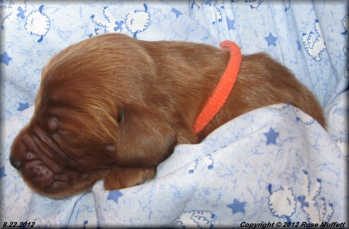 Ginger's Puppies