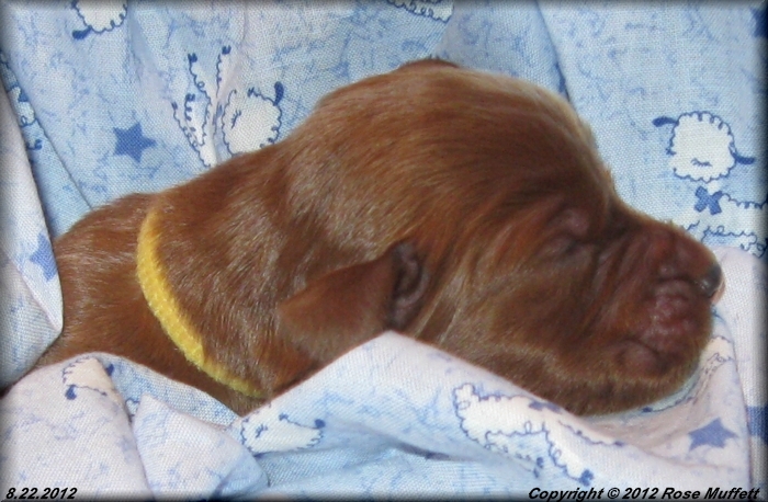 Ginger's Puppies