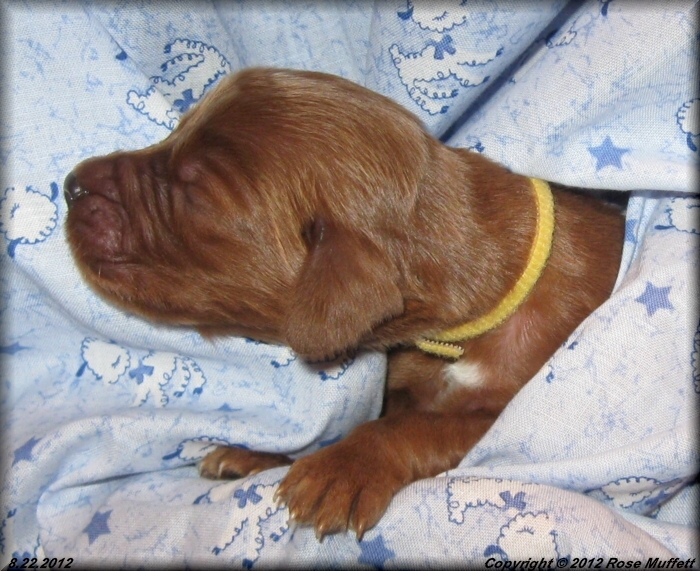 Ginger's Puppies