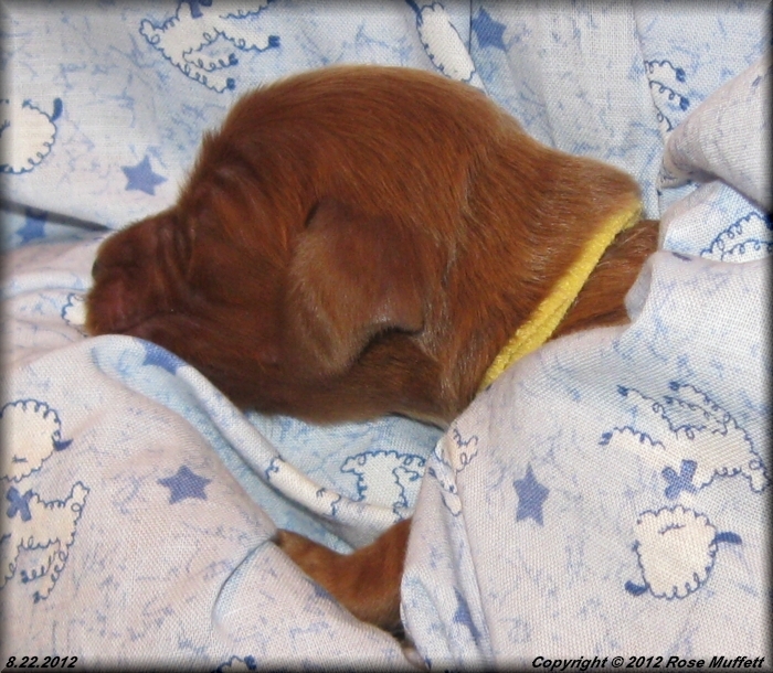 Ginger's Puppies