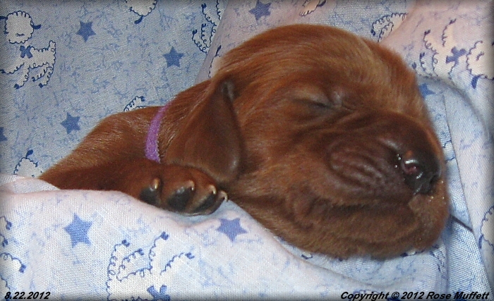 Ginger's Puppies