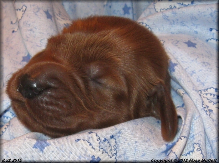 Ginger's Puppies