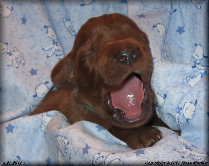 Ginger's Puppies
