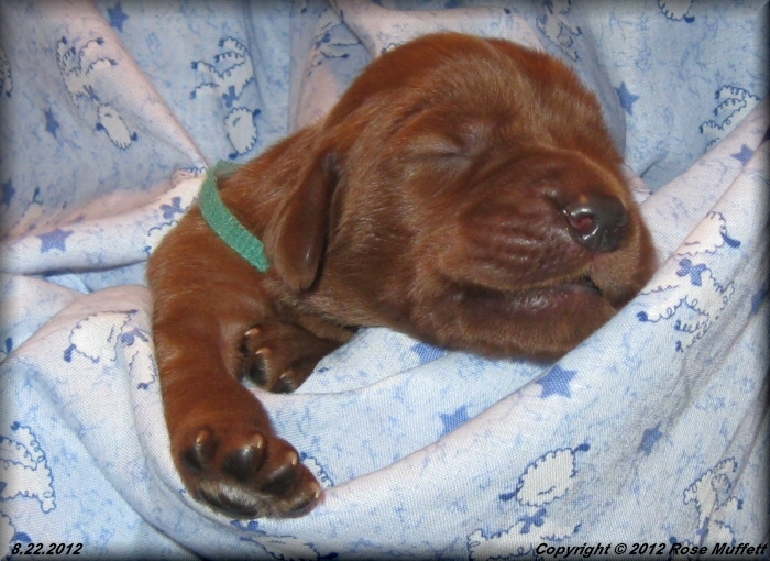 Ginger's Puppies