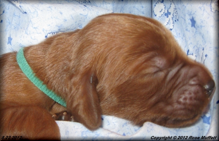 Ginger's Puppies
