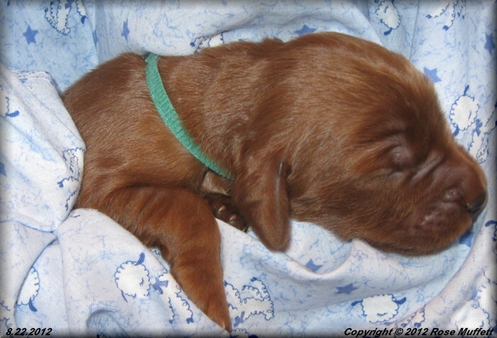 Ginger's Puppies