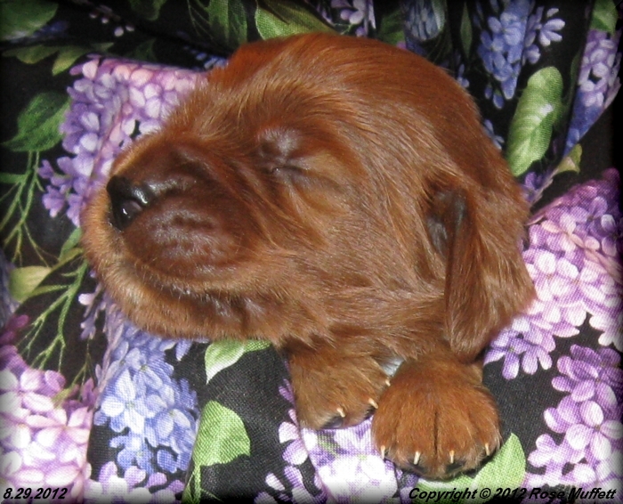 Ginger's Puppies
