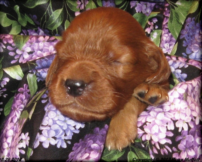 Ginger's Puppies