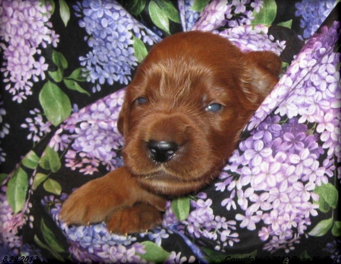 Ginger's Puppies