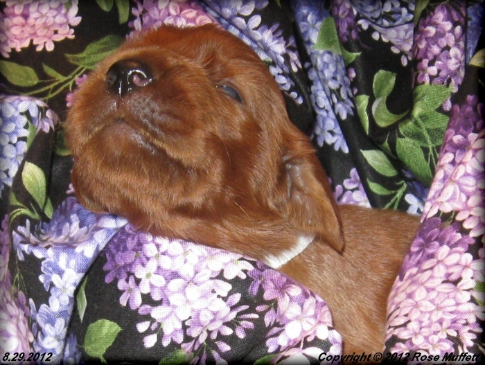 Ginger's Puppies