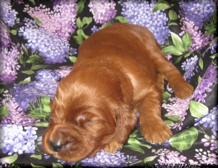 Ginger's Puppies