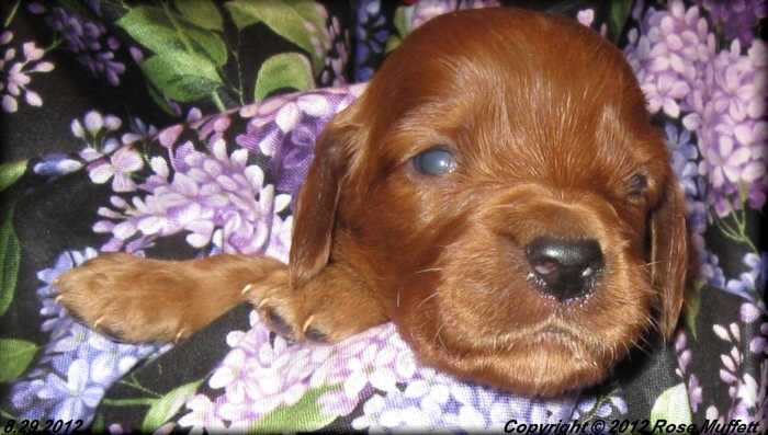 Ginger's Puppies