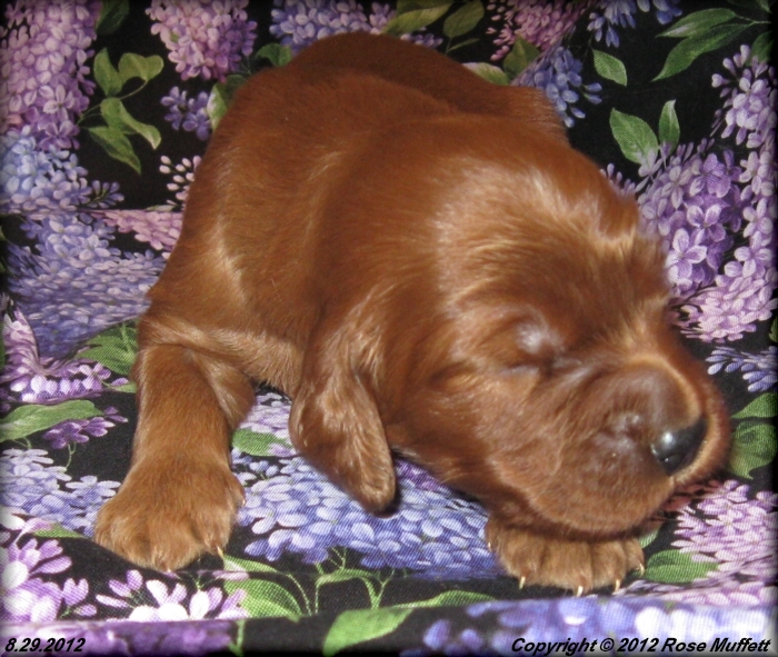 Ginger's Puppies
