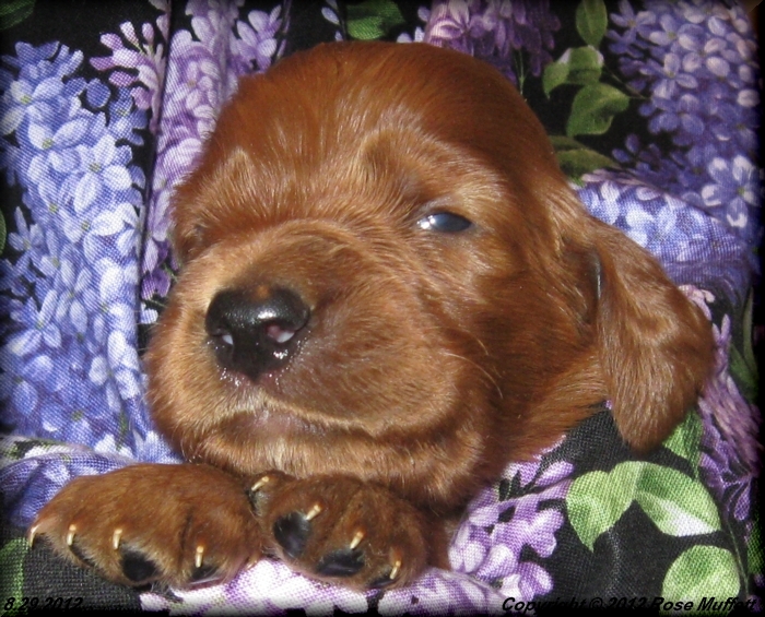 Ginger's Puppies