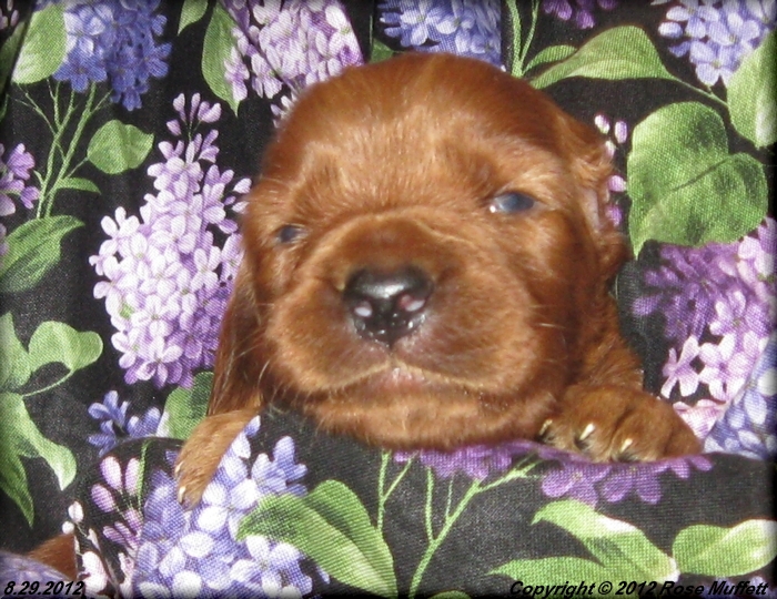 Ginger's Puppies