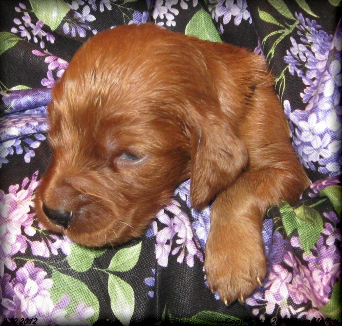 Ginger's Puppies