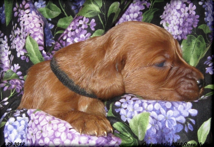 Ginger's Puppies