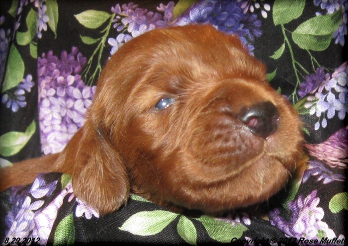 Ginger's Puppies