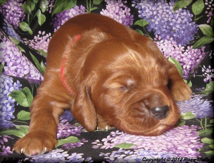 Ginger's Puppies