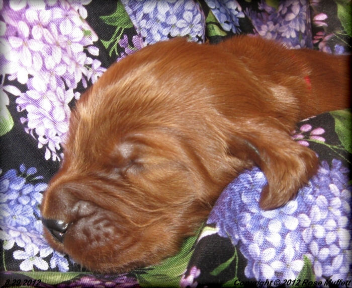 Ginger's Puppies