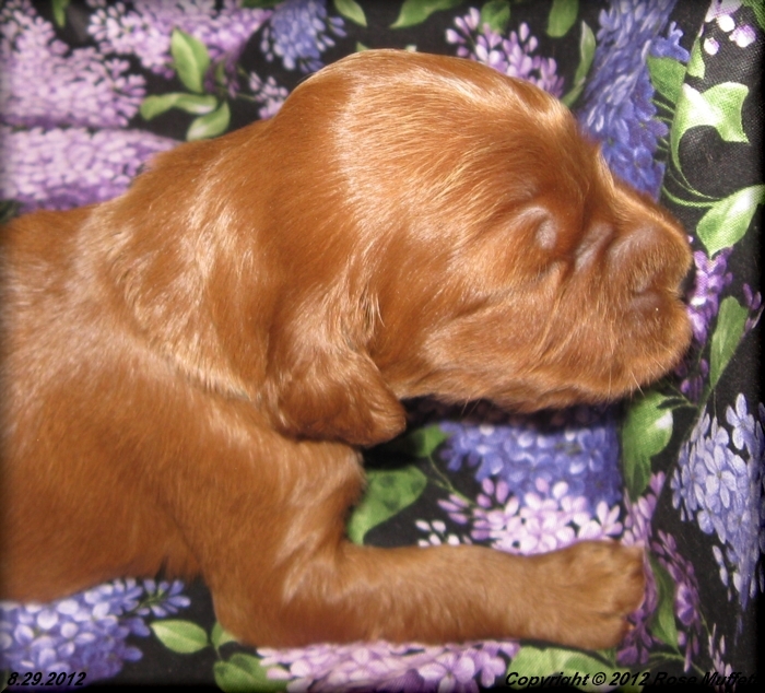 Ginger's Puppies