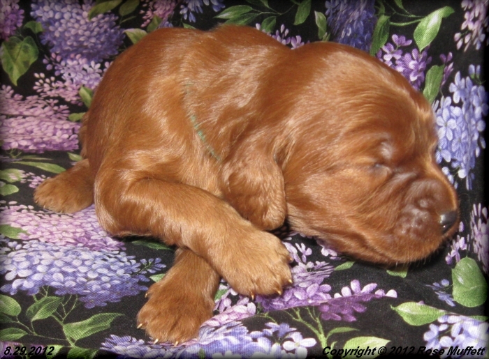 Ginger's Puppies