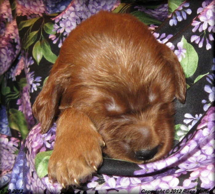 Ginger's Puppies
