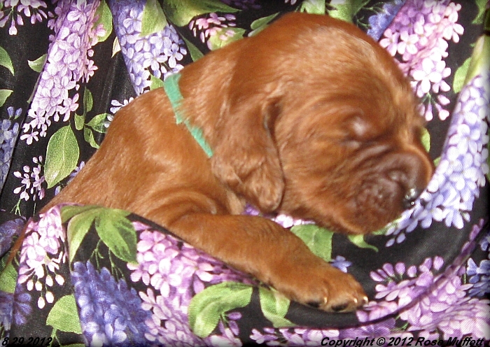 Ginger's Puppies
