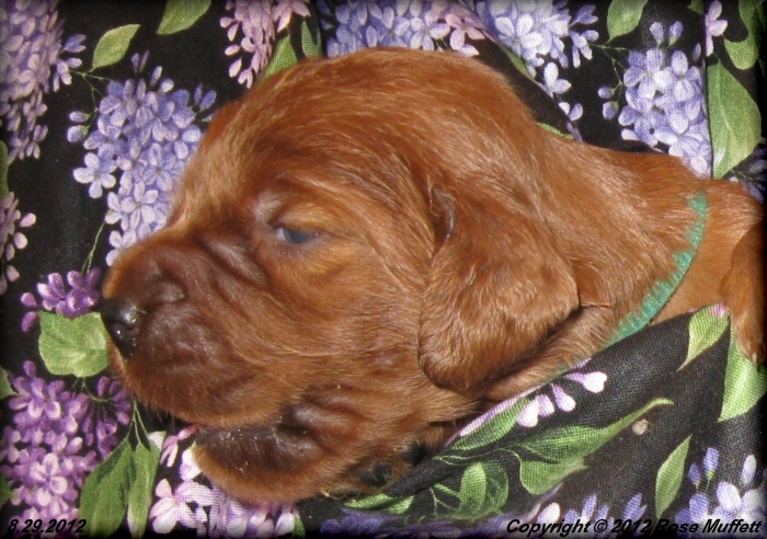 Ginger's Puppies