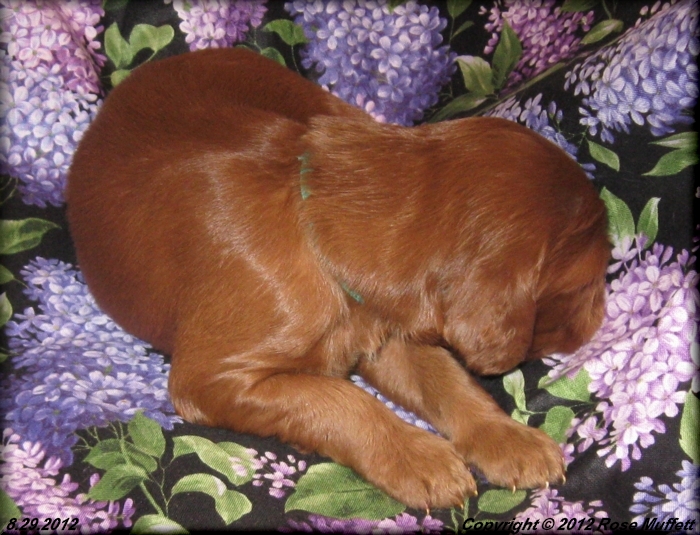 Ginger's Puppies