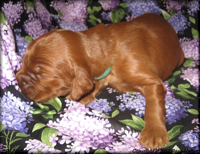 Ginger's Puppies