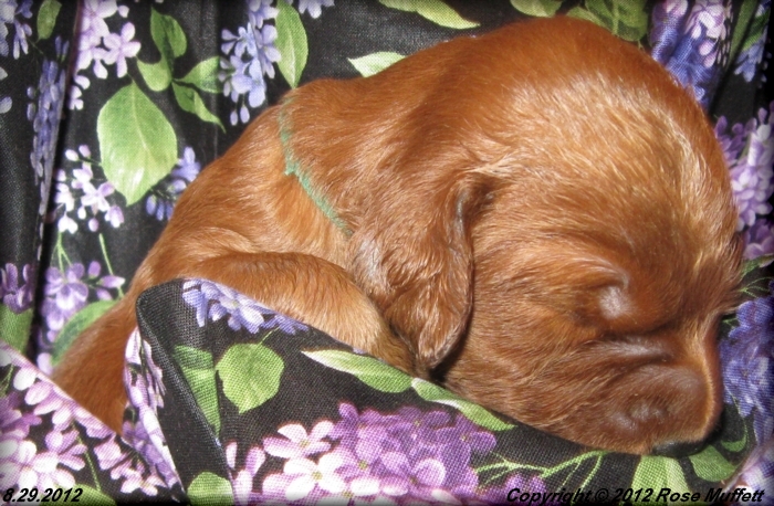 Ginger's Puppies