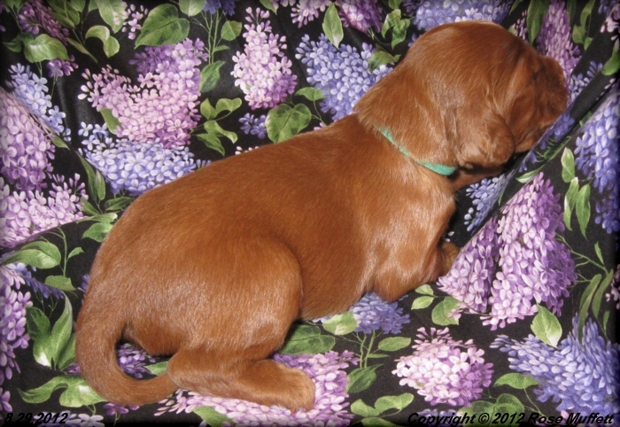 Ginger's Puppies